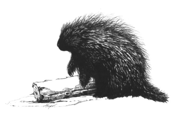 Porcupines Raised by the Sun