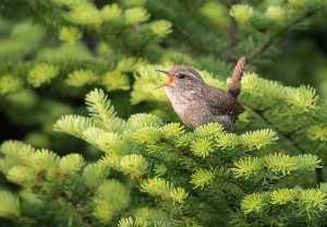 The Splendor of Birdsong thumbnail