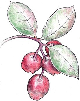 Rubies and Pearls: Fruits of the Forest Floor thumbnail