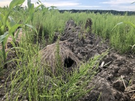 Mystery photo thumbnail