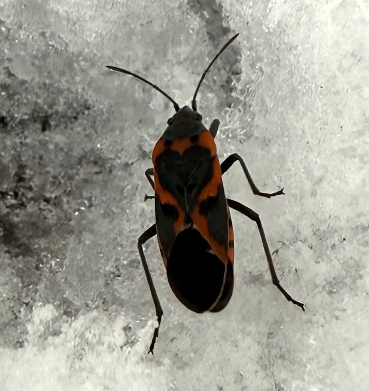 wit-bug-mystery.jpg Image