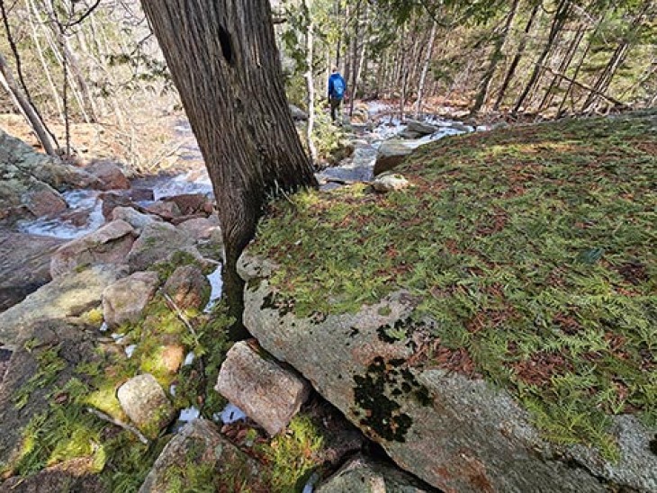 wit-cedar-twigs-480.jpg Image