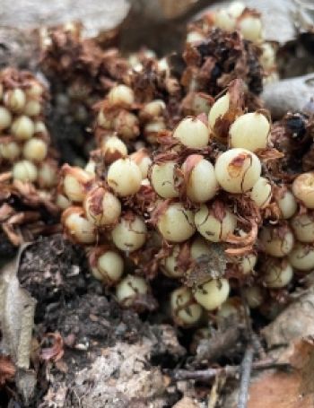 Forest floor find