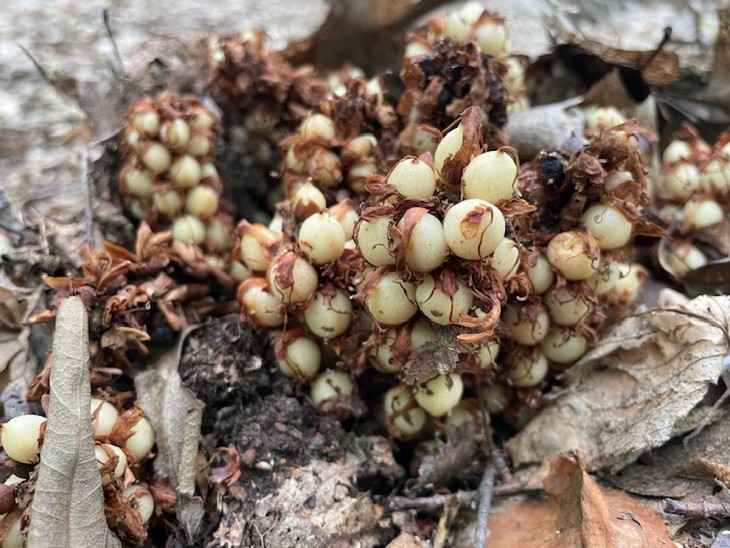 Forest floor find Image