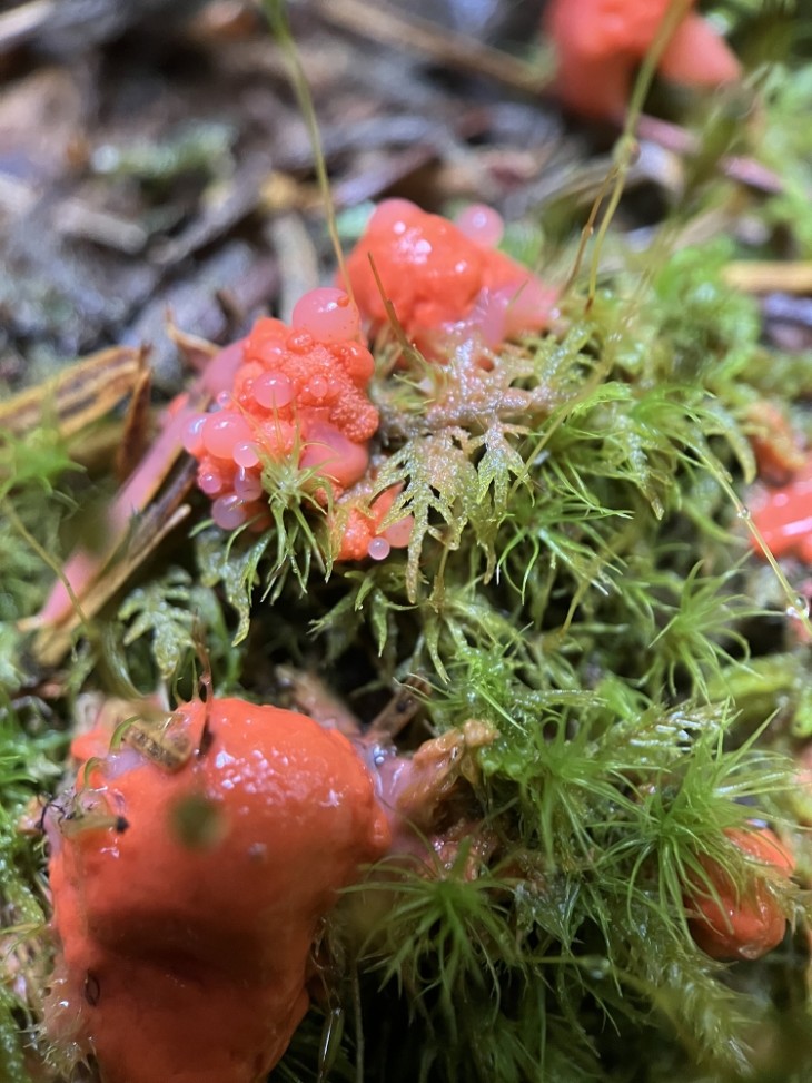 Natures bubblegum Image