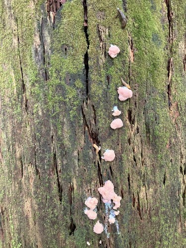 wit-pink-bumps.jpg Image