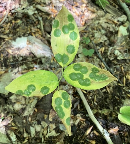 Spotted bellwort Image