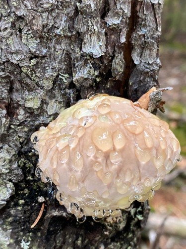 Mystery mushroom Image