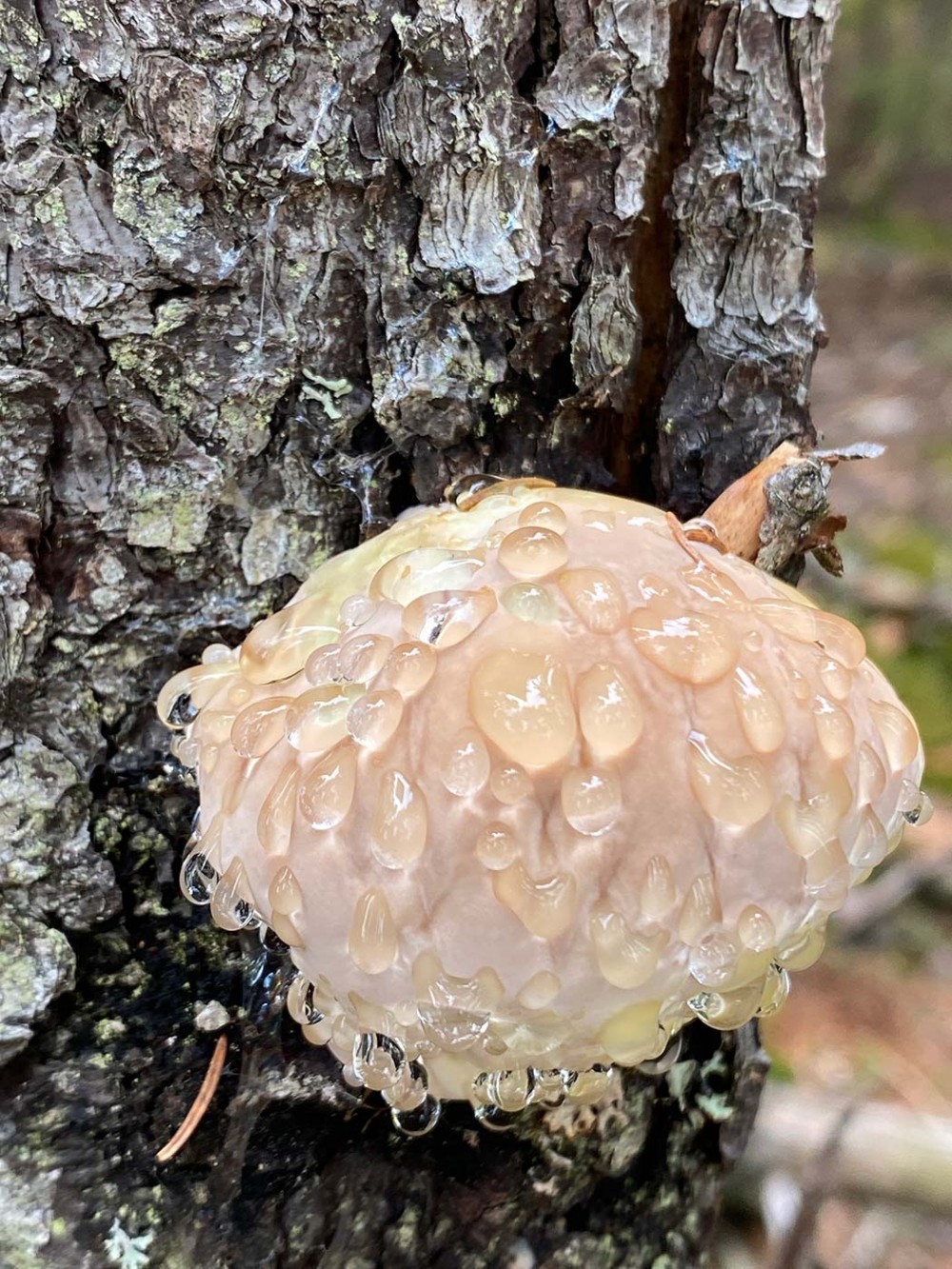 Mystery mushroom thumbnail