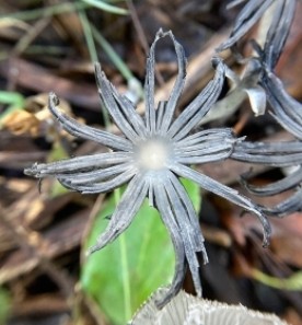 Mystery photo thumbnail
