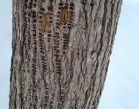 Holey oak thumbnail
