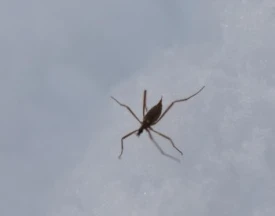 Mystery thumbnail
