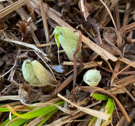 Mystery plant Image