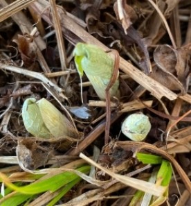 Mystery plant thumbnail