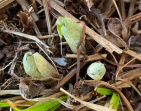 Mystery plant thumbnail