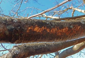 Mystery marks thumbnail