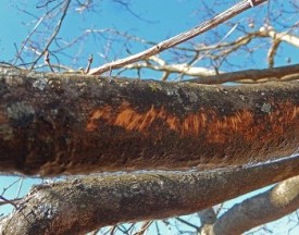 Mystery marks thumbnail