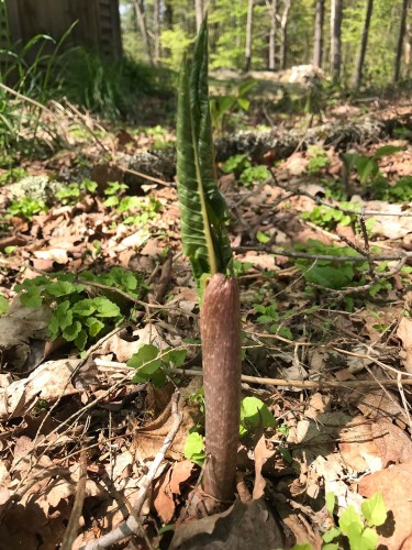 Mystery plant Image