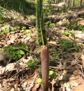 Mystery plant thumbnail