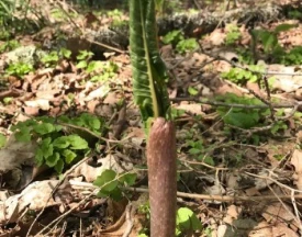 Mystery plant thumbnail