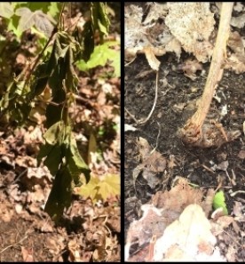 Sad sapling thumbnail
