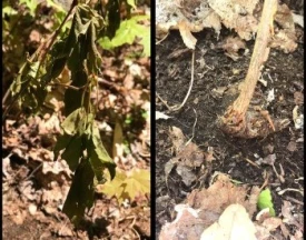 Sad sapling thumbnail