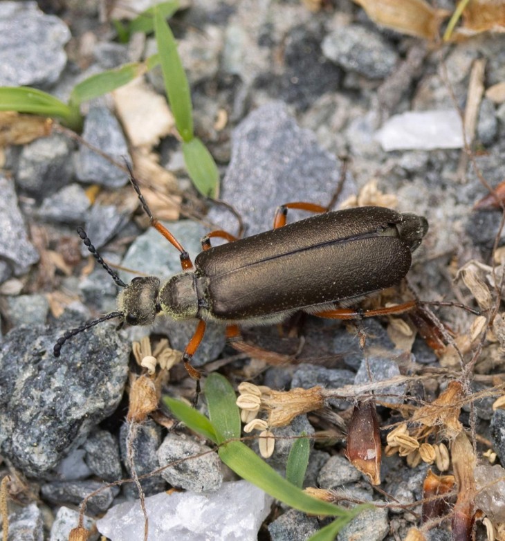 Mystery insect Image