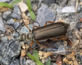 Mystery insect thumbnail