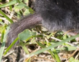 Mystery photo thumbnail