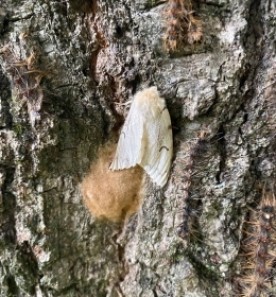 Mystery photo thumbnail