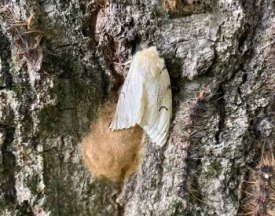Mystery photo thumbnail