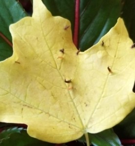 Spikey leaves thumbnail
