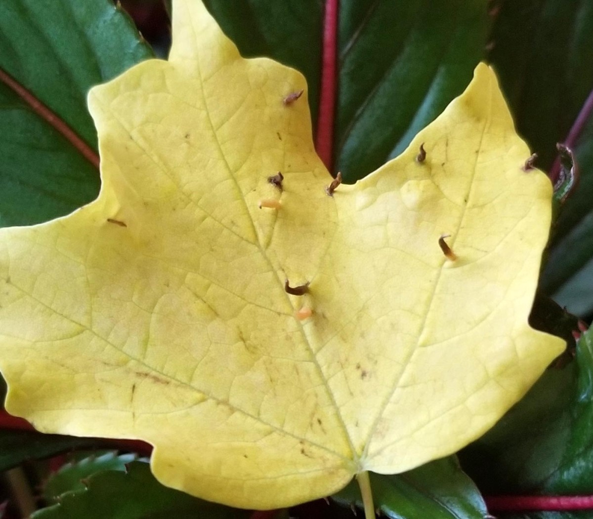 Spikey leaves thumbnail