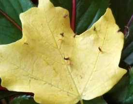 Spikey leaves thumbnail