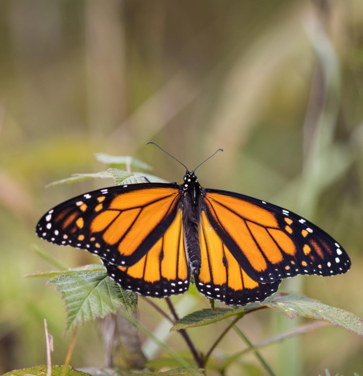 Monarch mystery Image