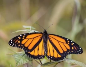 Monarch mystery thumbnail