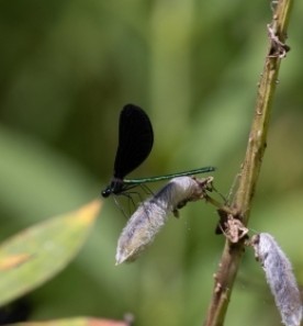 Mystery dazzler thumbnail