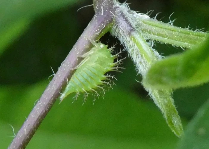Mystery insect Image