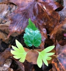 Mystery photo thumbnail