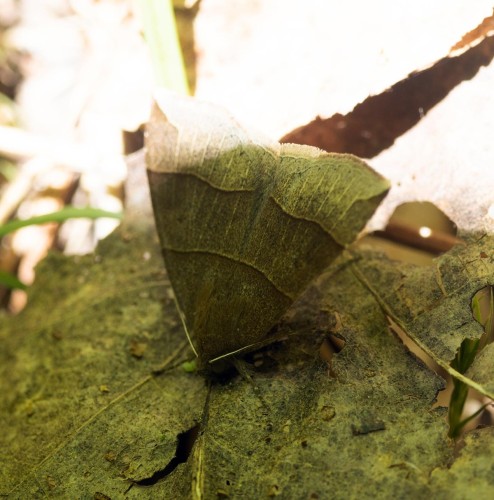 Mystery leaf Image