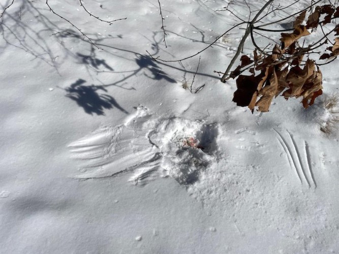 Snow marks Image