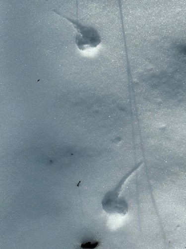 wit_tadpole_tracks.jpg Image