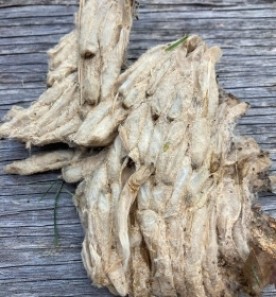 Mystery in woodpile thumbnail