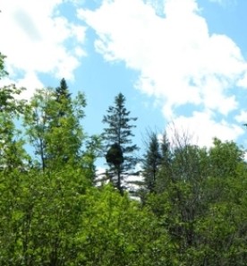 witch_broom_1.jpg thumbnail