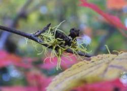 witch_Hazel_oct_w.jpg
