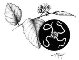 witch_hazel_web.jpg thumbnail