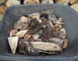 WITWIT-10-26-17.jpg thumbnail