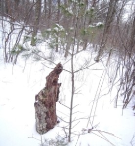 Mystery Photo thumbnail