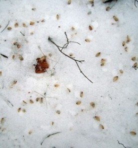 WITWIT-2-1-19.jpg thumbnail