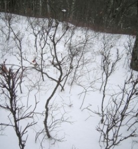 WITWIT-4-12-19.jpg thumbnail